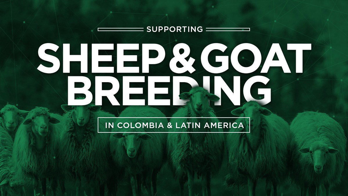 Supporting Sheep & Goat Breeding in Colombia & Latin America