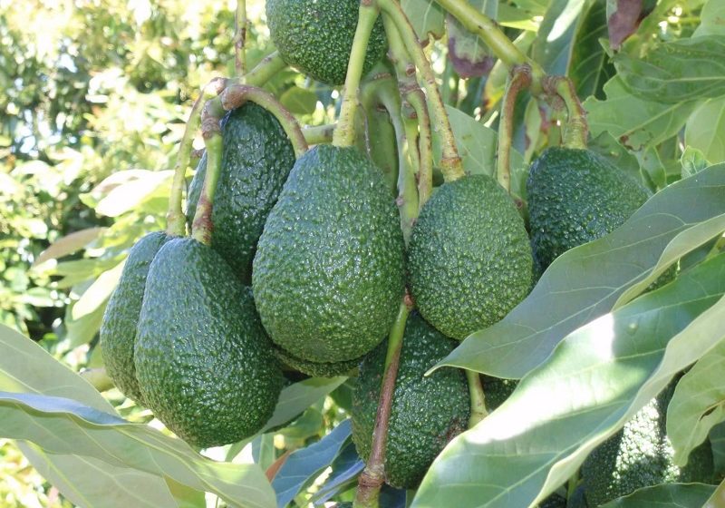 Swahili blockchain to digitize tracing of Kenya avocado