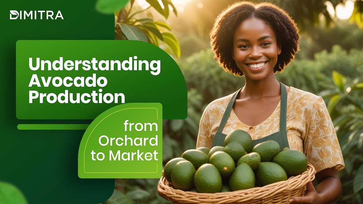 Understanding Avocado Production from Orchard to Market
