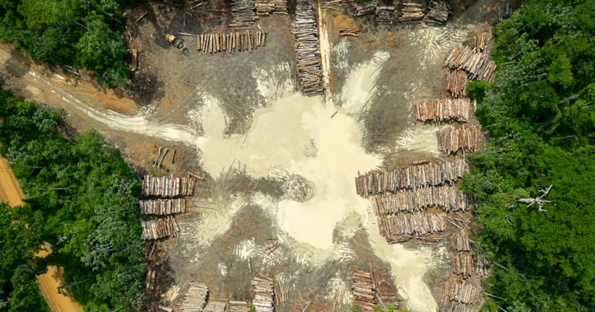 Inclusive compliance: How digital tools empower smallholders at risk of being ‘sidelined’ by EUDR