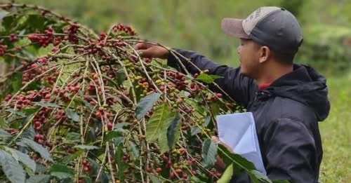 What EUDR amendments mean for coffee