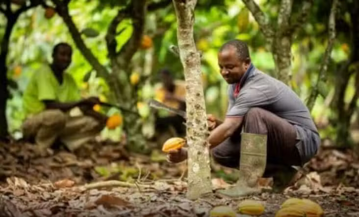 Jon Trask on How Dimitra Is Bridging the Gap Between AI and Smallholder Farming